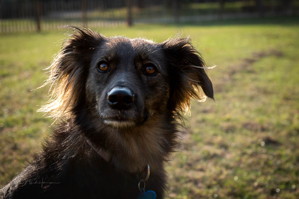 Nando review Fujifilm X-T50 52