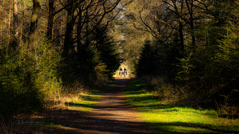 Nando shadows on the path Nando shadows on the path