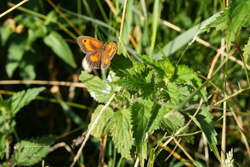 Nando sony a6700 butterfly Nando sony a6700 butterfly
