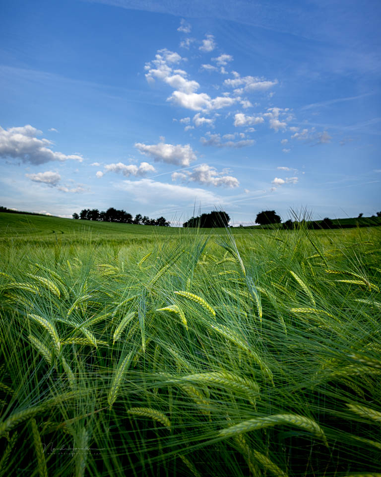 Nando tarn 2025 grain field 2