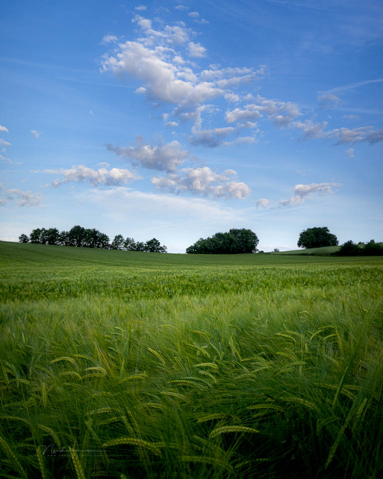 Nando tarn 2025 grain field