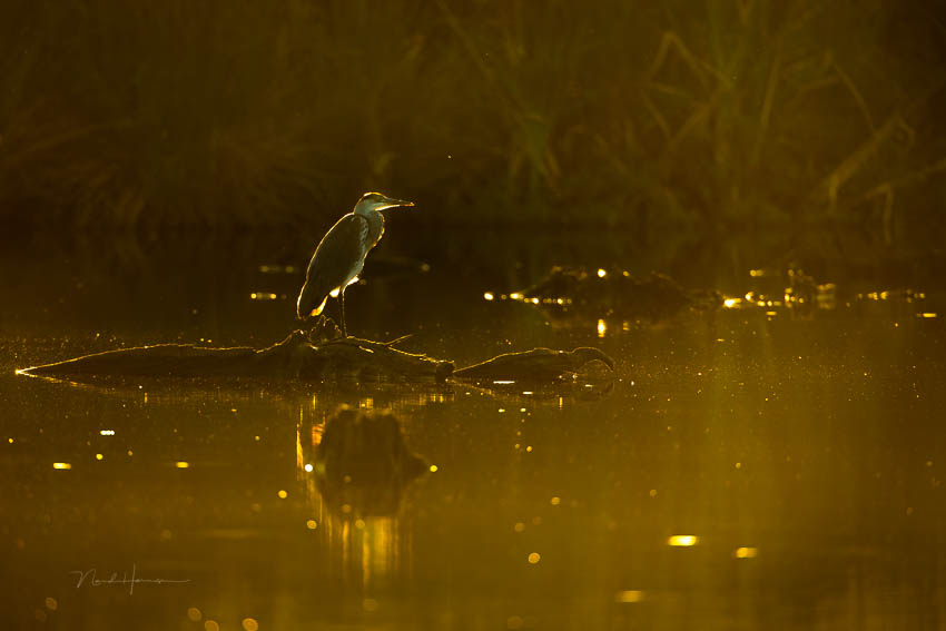 Nando atmospheric bird 2 Nando atmospheric bird 2