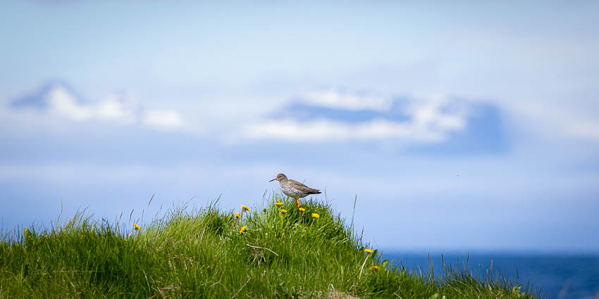 Nando atmospheric bird 4 Nando atmospheric bird 4