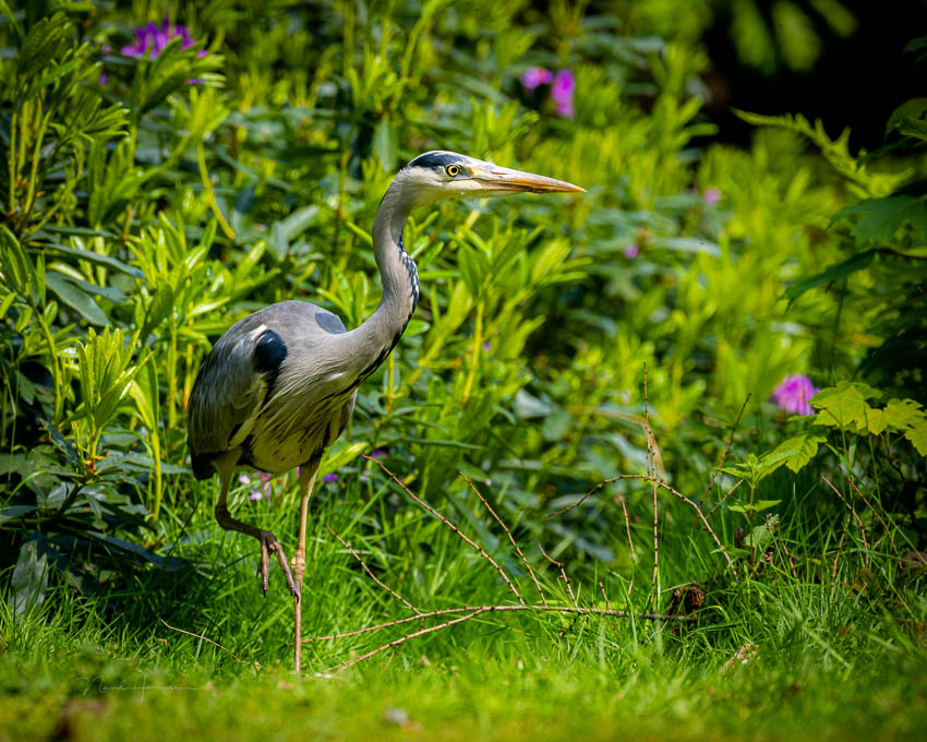 Nando atmospheric bird 6 Nando atmospheric bird 6