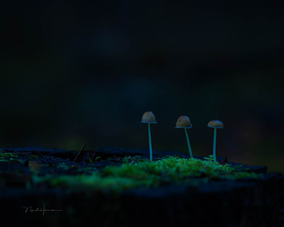 Nando white balance underexposed mushroom photo Nando white balance underexposed mushroom photo