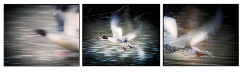 Nando smew triptych Nando smew triptych