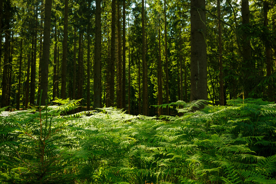 Not use pola landscapes image 01b Not use pola landscapes image 01b