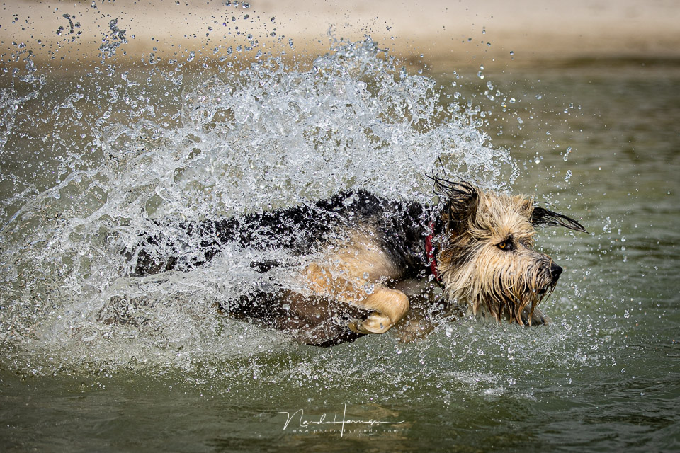 Bruc in action with the EOS 1Dx mark III Bruc in action with the EOS 1Dx mark III
