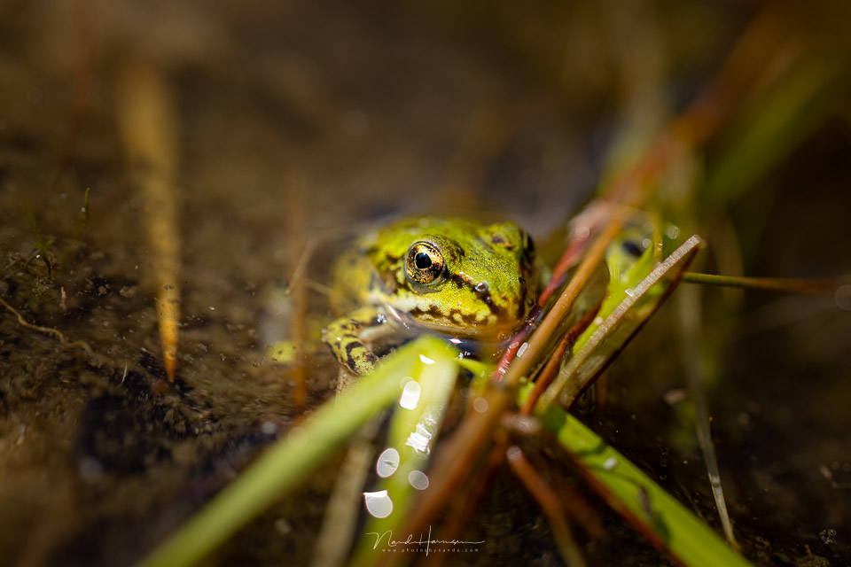Sized NH2nando rf100macro green frog Sized NH2nando rf100macro green frog