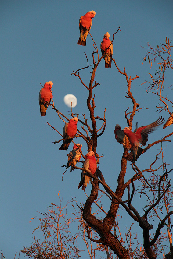 Spencer galah moon Spencer galah moon