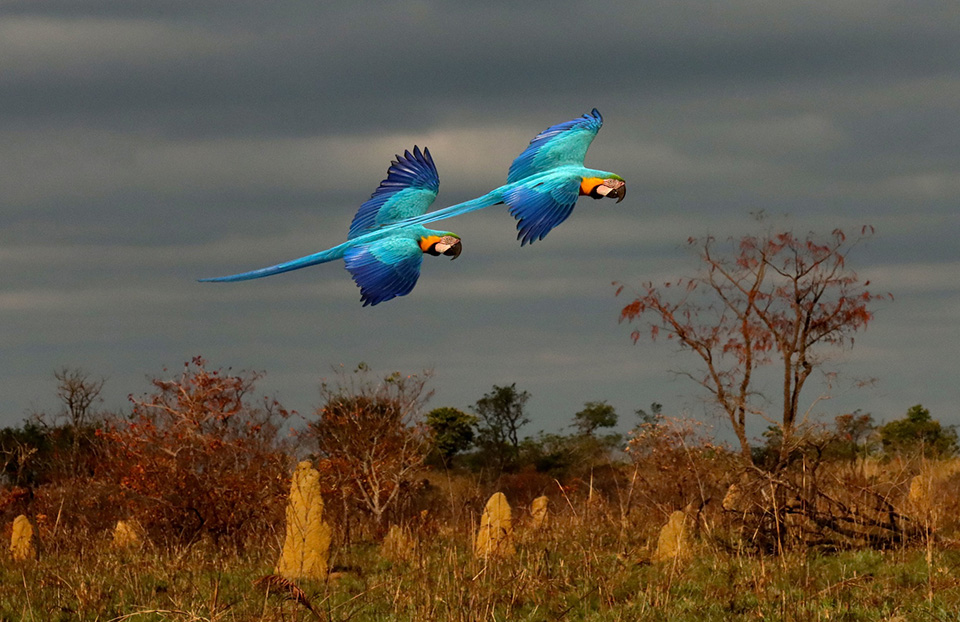 Spencer macaw landscape Spencer macaw landscape