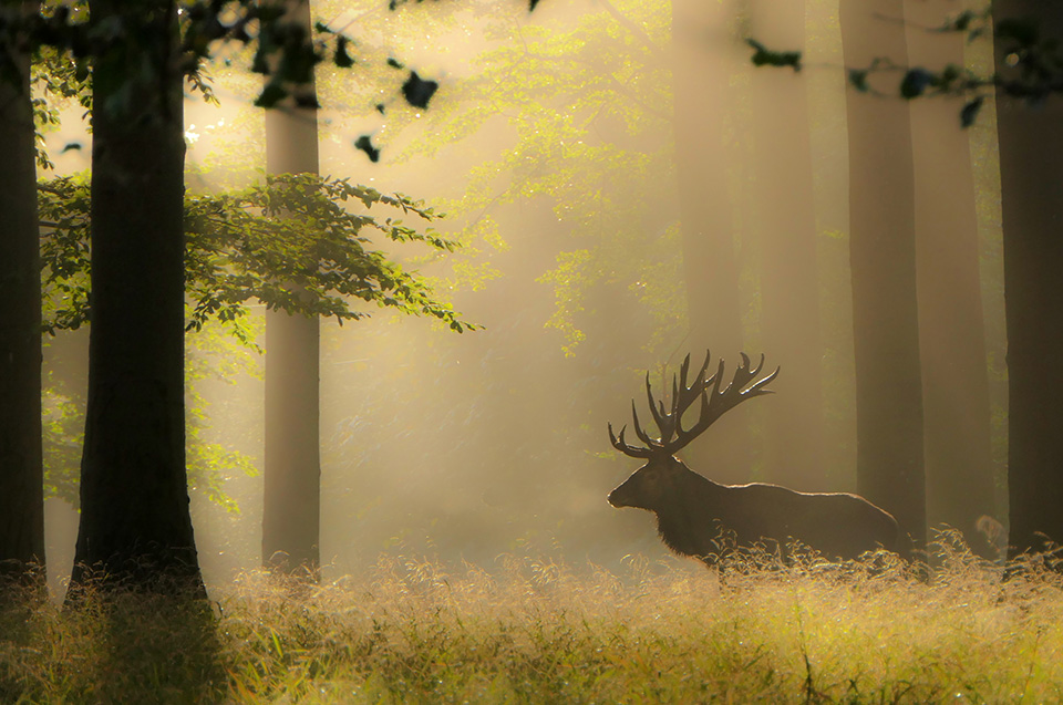 Red deer mist Red deer mist