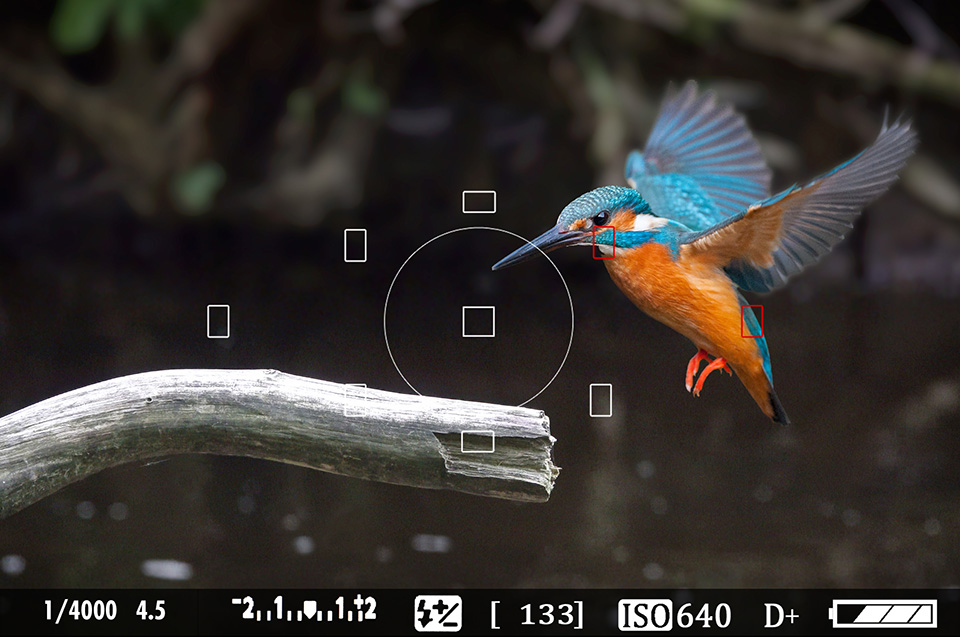 Kingfisher