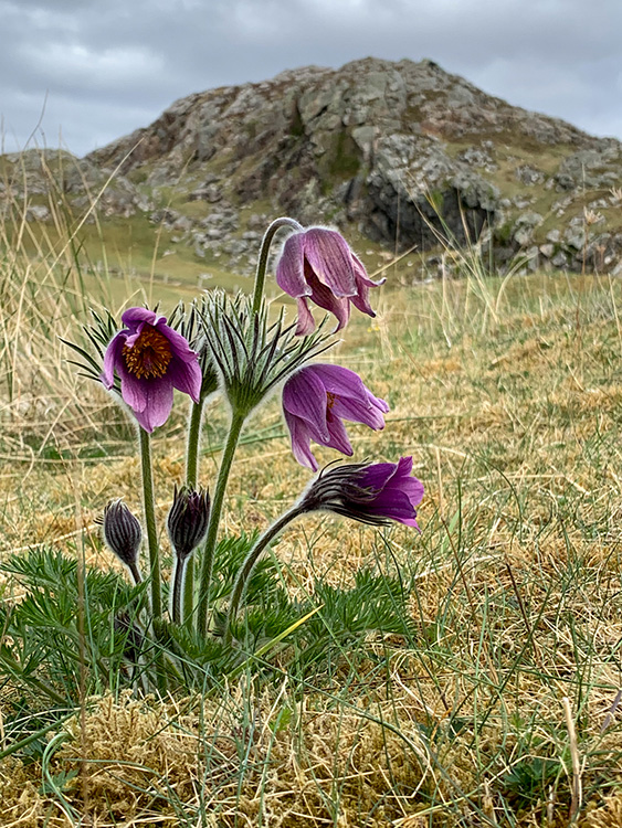 Pasqueflower in Scotland Pasqueflower in Scotland
