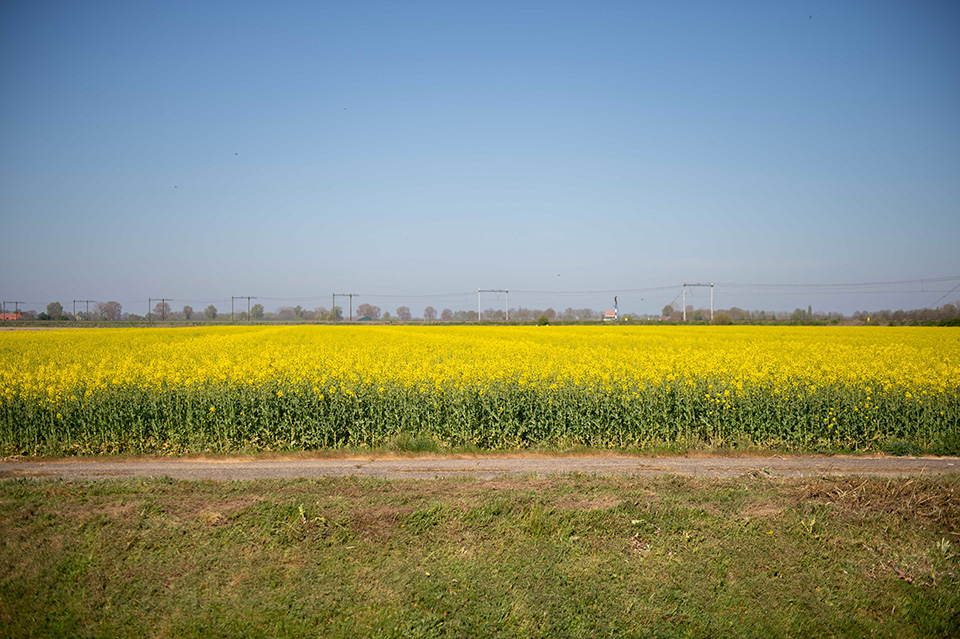Rapeseed field 1 Rapeseed field 1