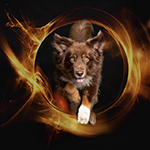 Photographing dogs in the studio