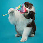 10 tips for photographing puppies 10 tips for photographing puppies