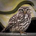 Photographing owls nearby Photographing owls nearby