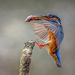 Start of a new kingfisher season