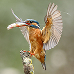 Kingfisher flight moments captured