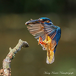 Kingfishers in flight with fish