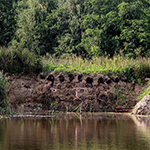 Kingfisher groups and nesting banks