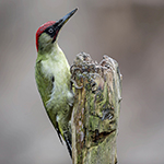 The average by-catch at a kingfisher site