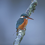 Kingfisher doesn't like ice!