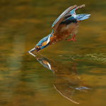 Capturing a kingfisher's dive