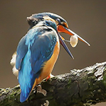Kingfisher with a pellet