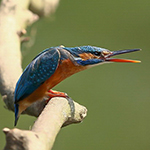 Territorial threat in kingfishers