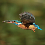 Kingfisher in flight