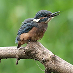Young kingfishers