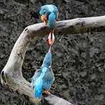 Fish transfer in kingfishers