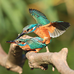 Kingfishers - mating