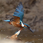 Kingfisher: Threat