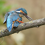 Kingfisher grooming sessions