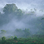 Landscapes in Haze and Mist