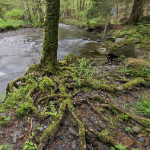 Nature photography tip: A forest is not a collection of trees