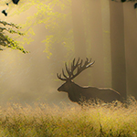 A bridge camera for wildlife photography?