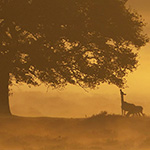 Nature photography tip: Return to the same area more often