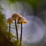 Illuminated mushrooms (part 1)