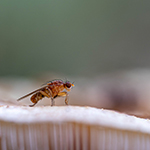 A fan of mushrooms and creepy-crawlies