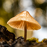 Mushrooms with bokeh