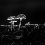 Illuminated mushrooms (part 2)