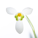 Photographing snowdrops in a different way