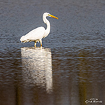 Seeing and photographing reflections