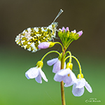 Photographing butterflies with morning dew