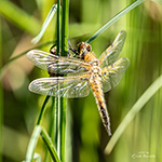 Photographing with a purpose