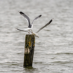 Photogenic Schiermonnikoog (part 1)